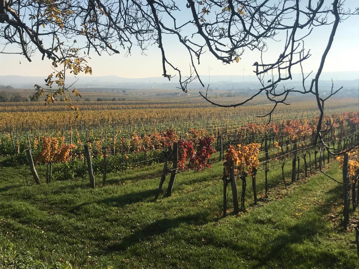 Weingut & Gaestezimmer Edelmann Göttlesbrunn Екстериор снимка
