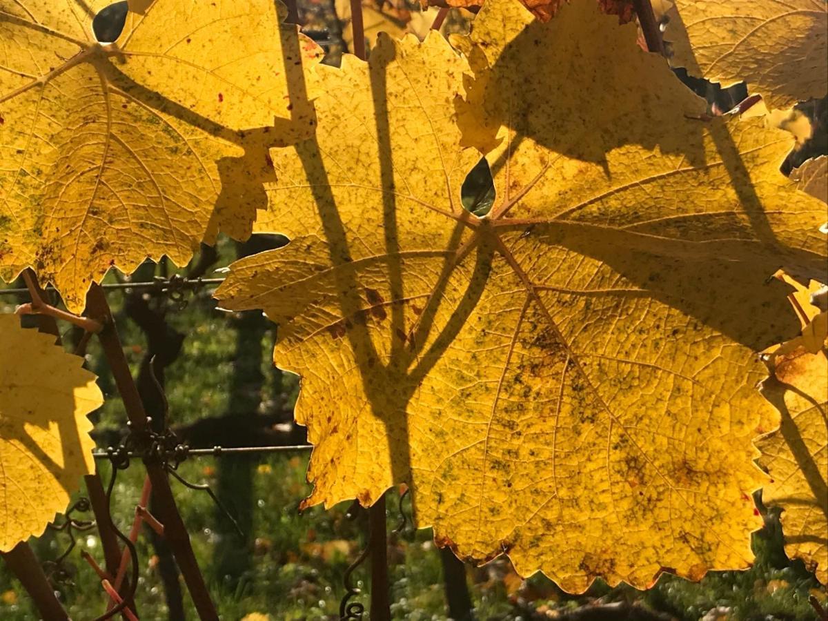 Weingut & Gaestezimmer Edelmann Göttlesbrunn Екстериор снимка